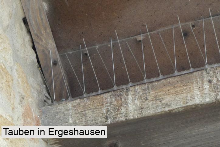 Tauben in Ergeshausen